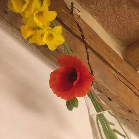 Tabano Ristorante-casolare Iesi