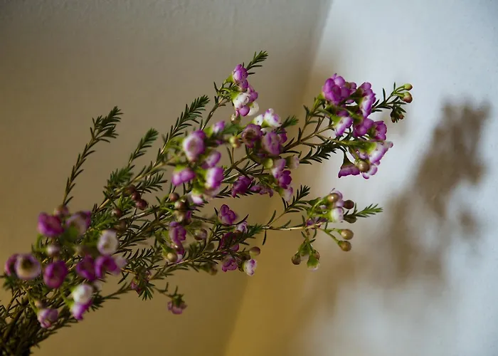 Tabano Ristorante-casolare Bed & Breakfast Jesi